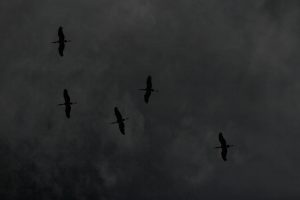Birds overhead