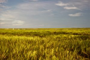 The marsh near totality